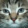 emraldkitty